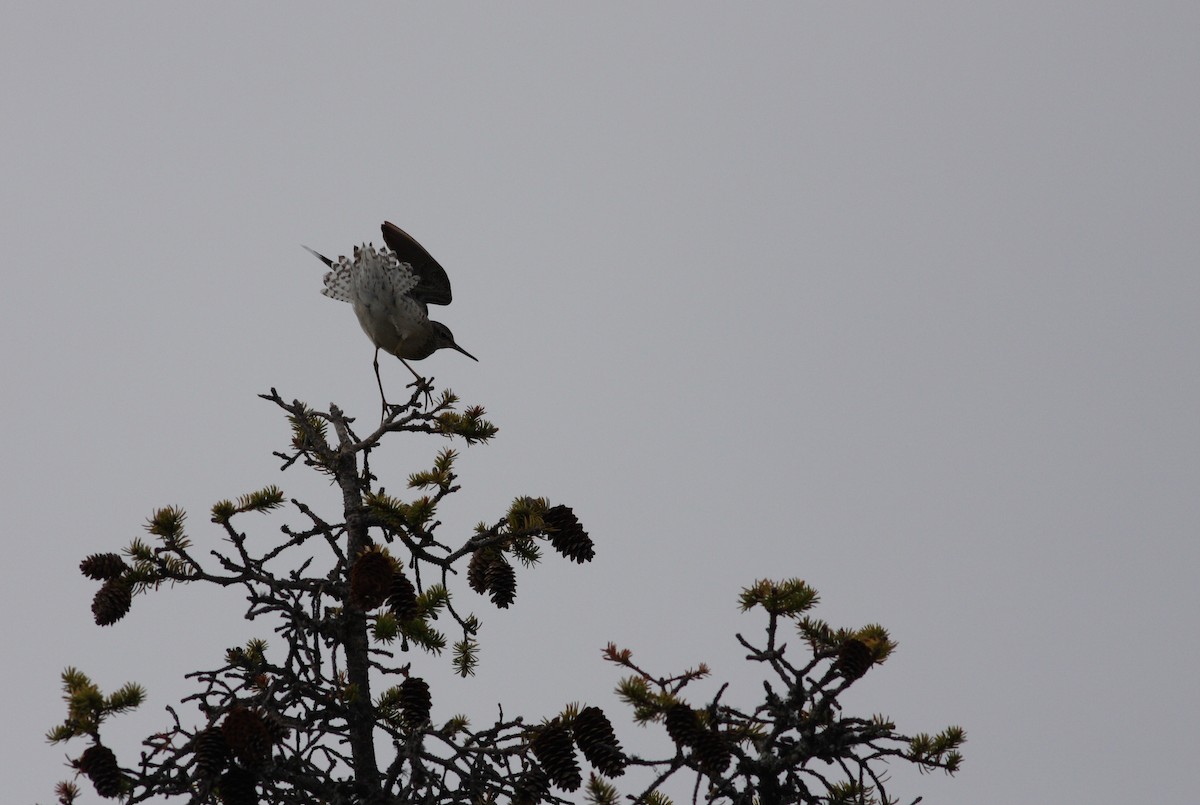 Wood Sandpiper - ML611460607