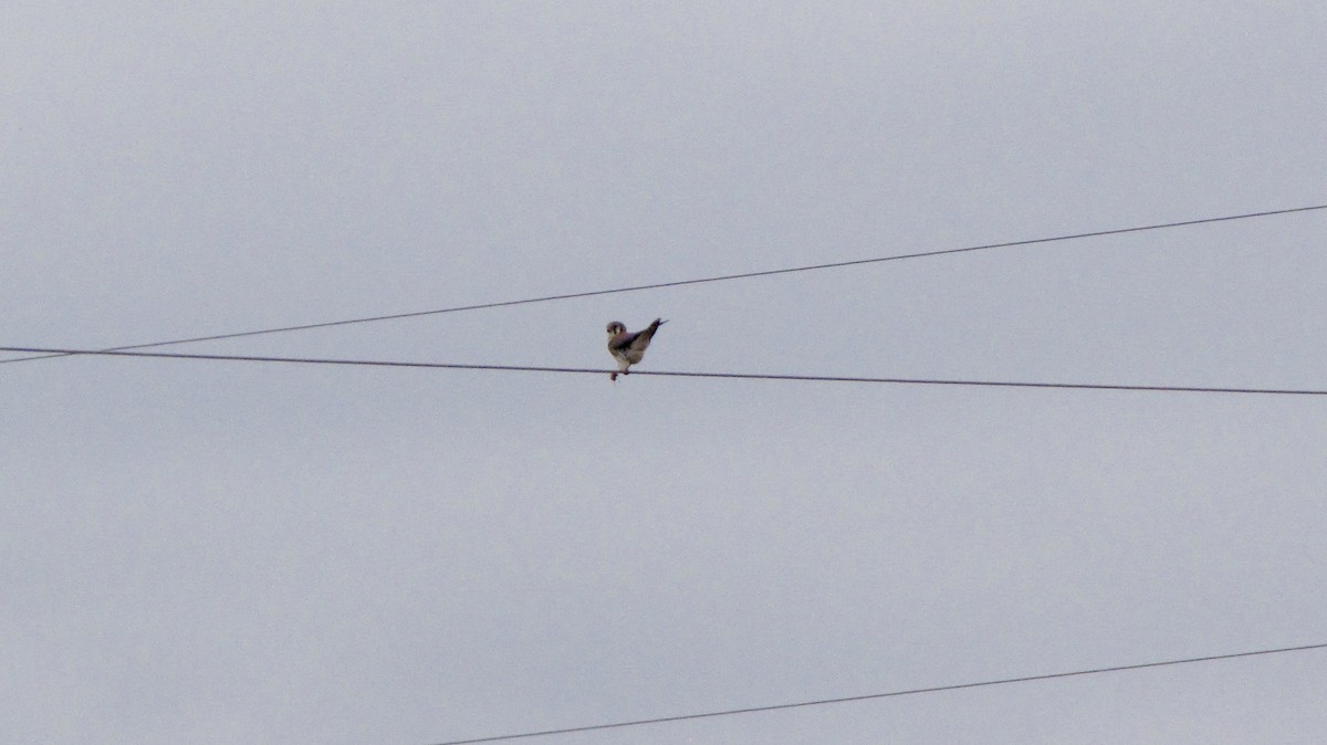 American Kestrel - ML611460685