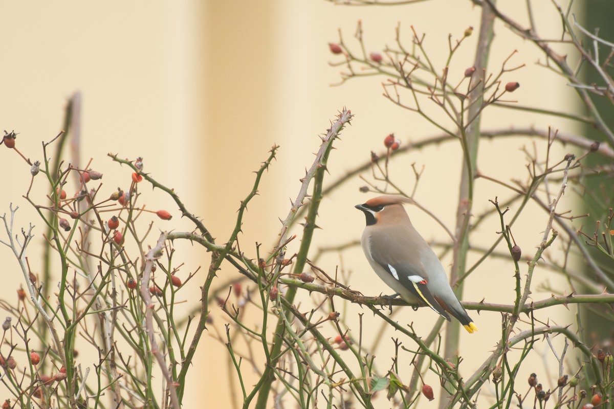 Bohemian Waxwing - ML611460831