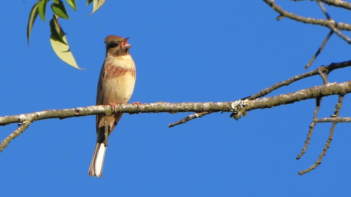 White-capped Bunting - Girish Chhatpar