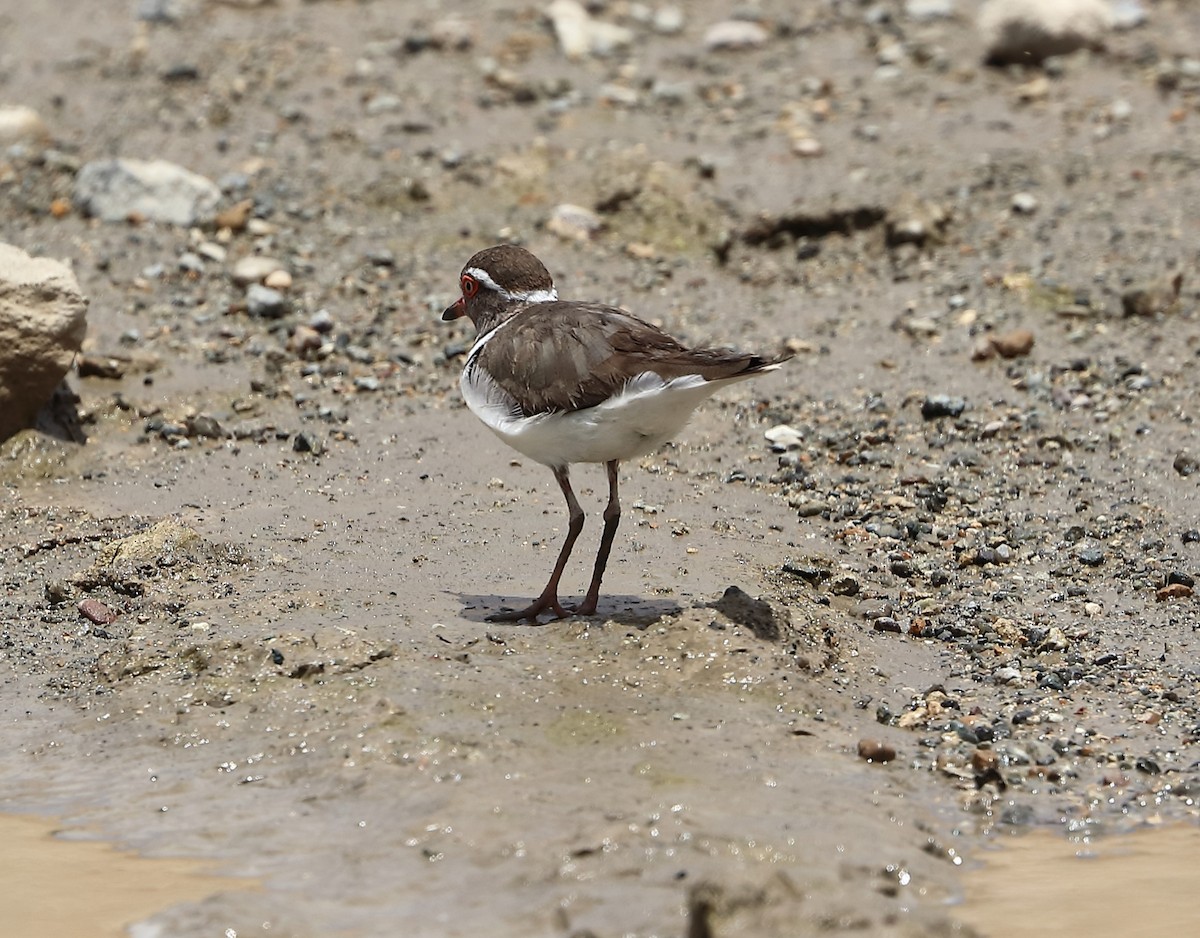 Three-banded Plover - Sigrid & Frank Backmund