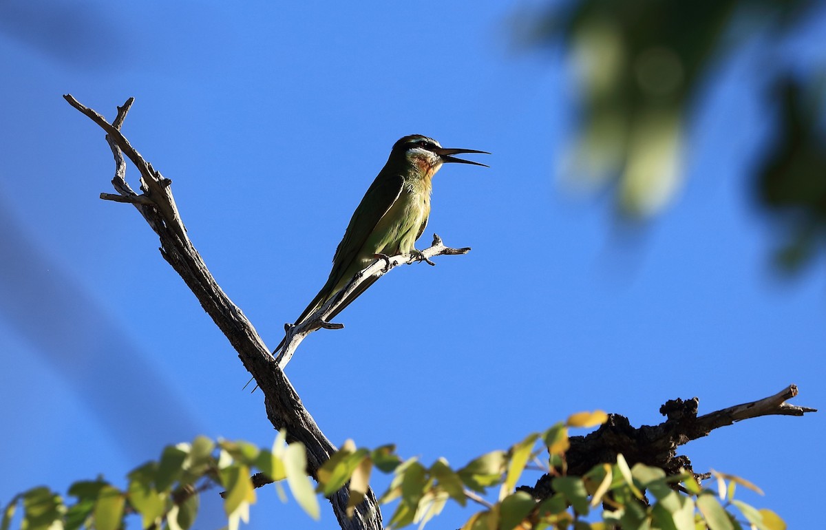 Madagascar Bee-eater - Sigrid & Frank Backmund