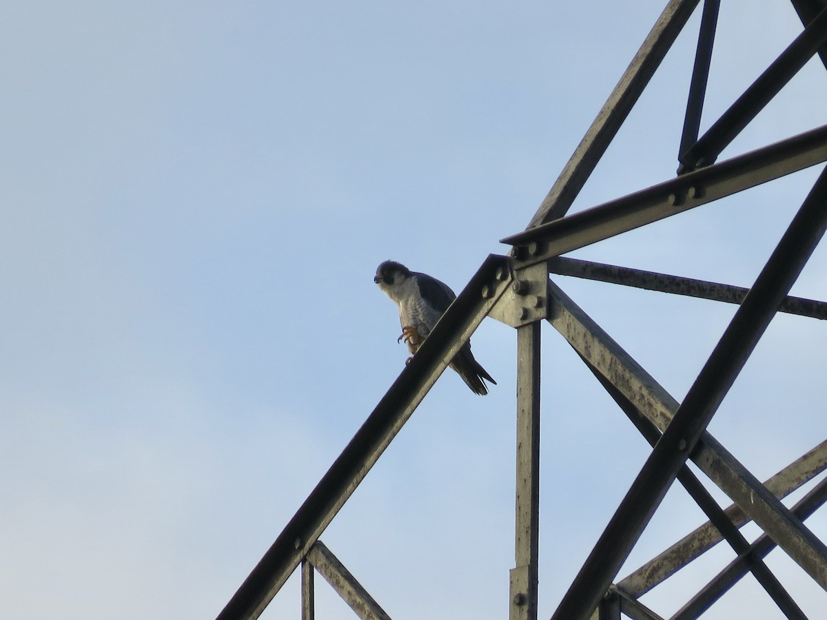 Peregrine Falcon - ML611460896