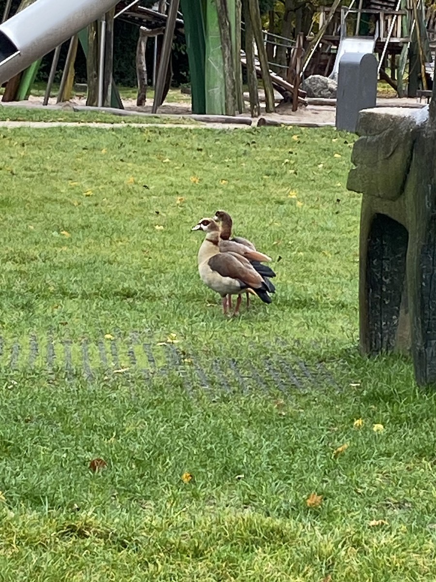 Egyptian Goose - ML611460968