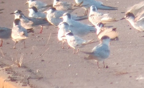 Little Tern - ML611460972