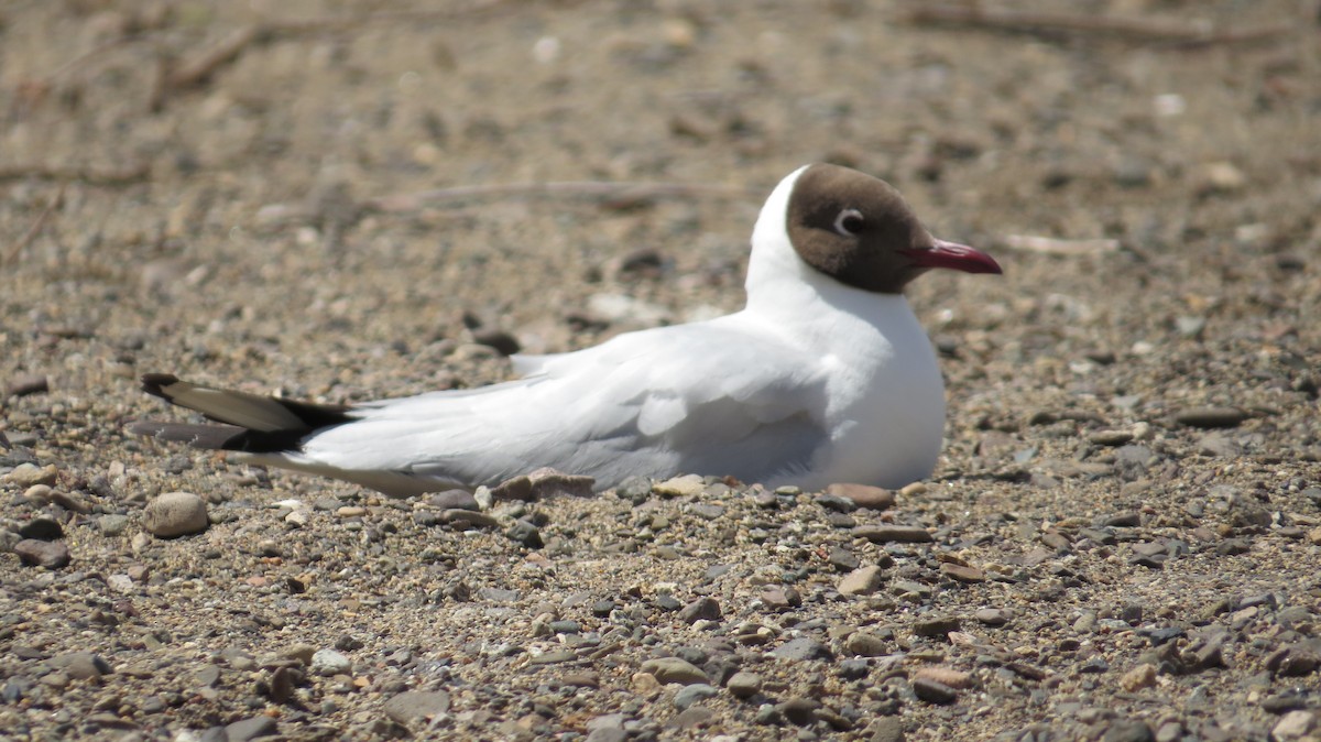 Brown-hooded Gull - ML611460988