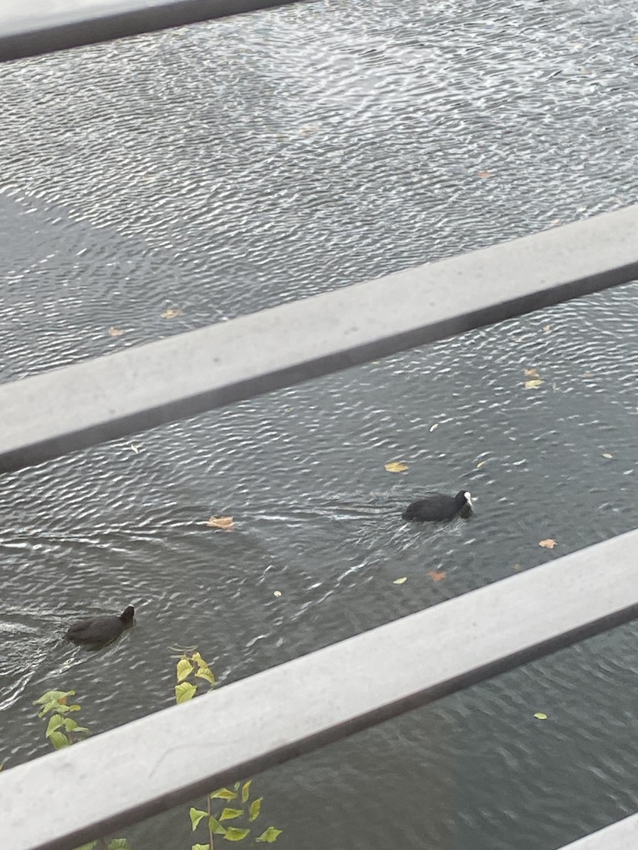 Eurasian Coot - ML611461001