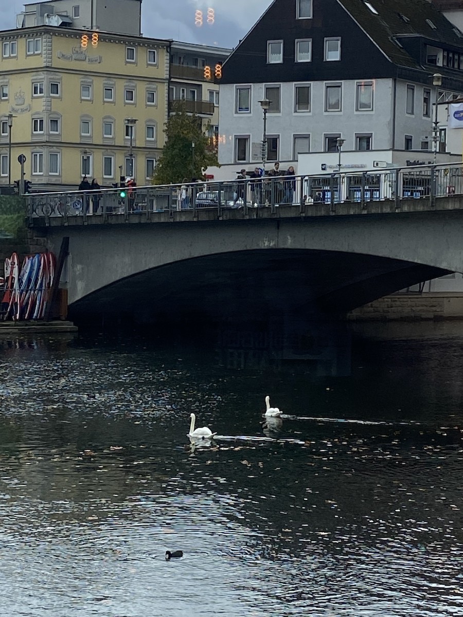 Mute Swan - ML611461005