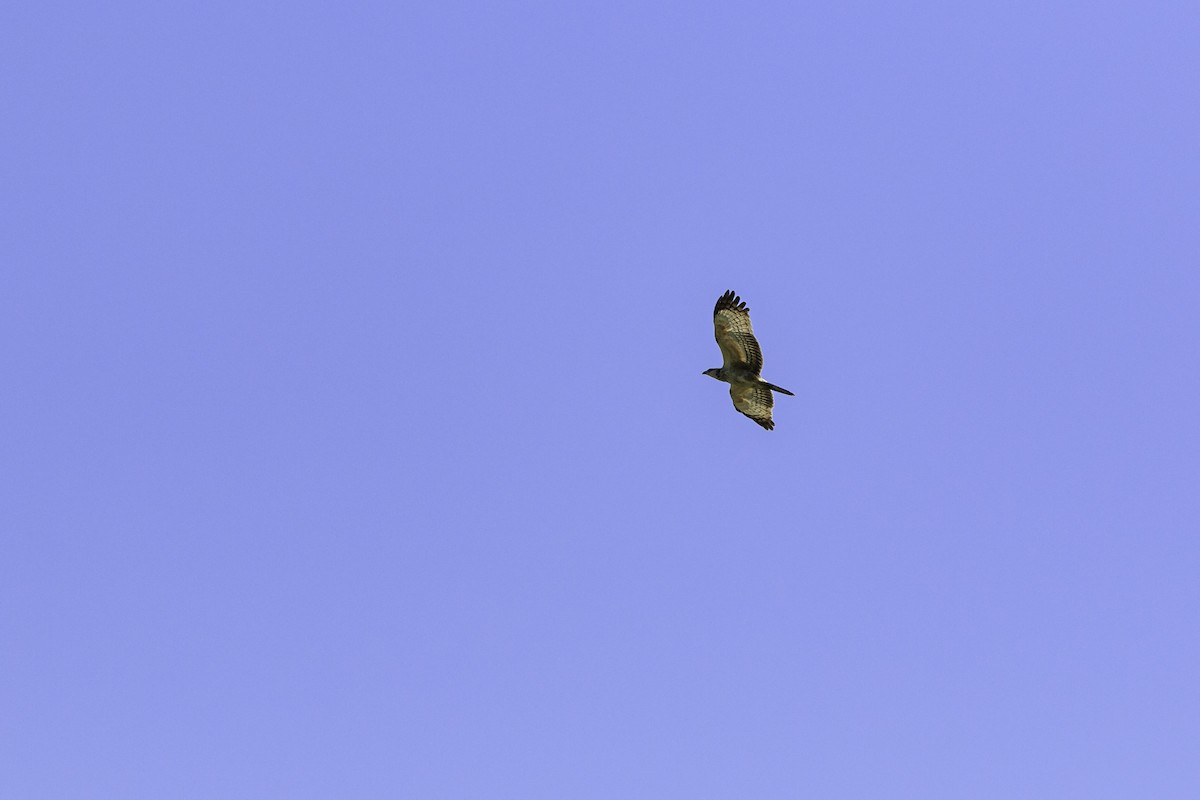 Oriental Honey-buzzard (Northern) - ML611461082