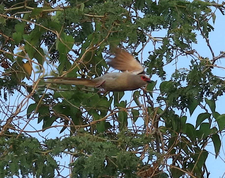 Red-faced Mousebird - ML611461108