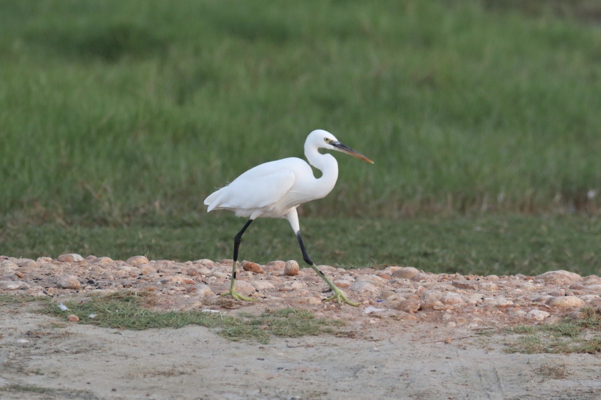 Western Reef-Heron - ML611461210