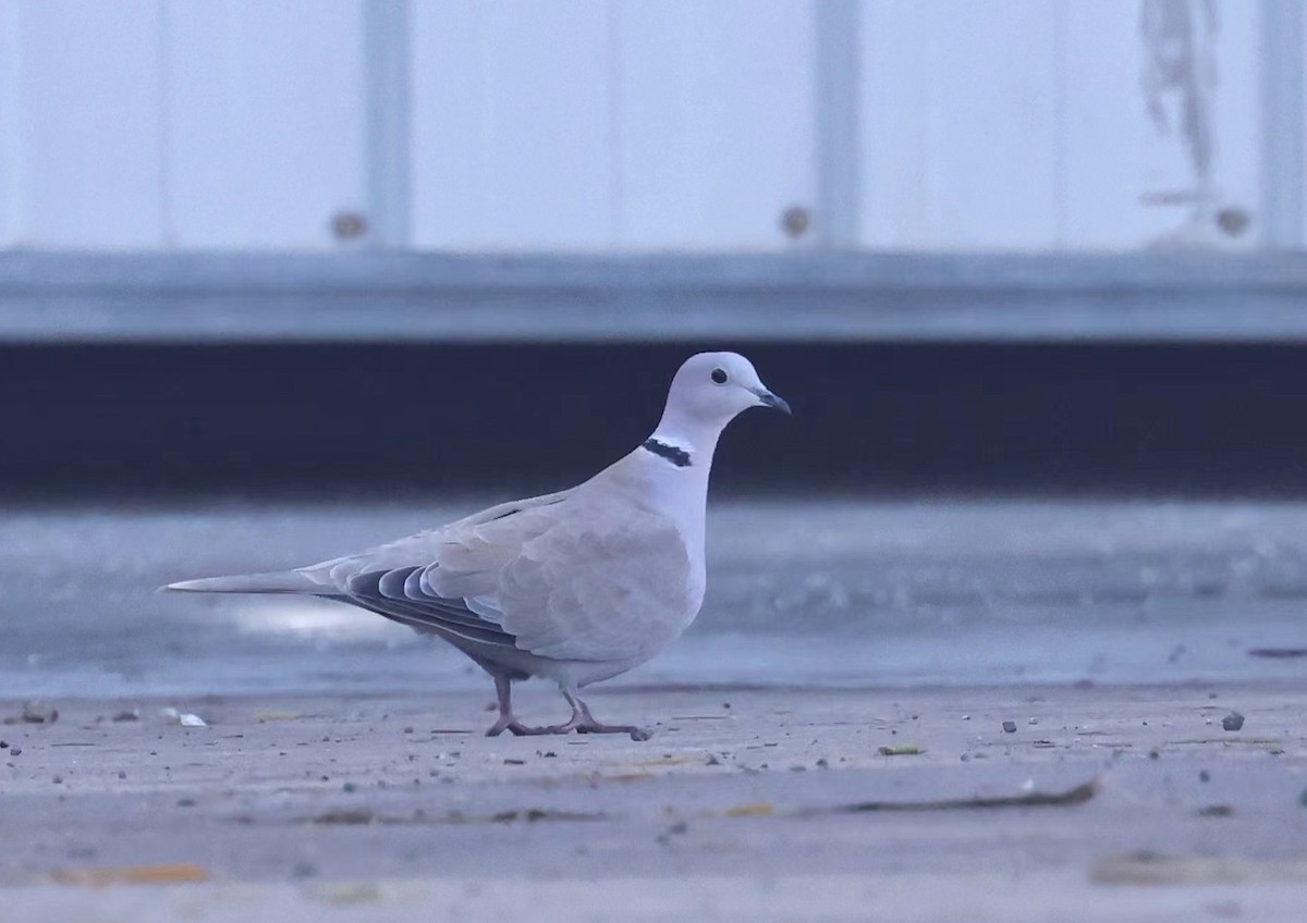 Eurasian Collared-Dove - ML611461232