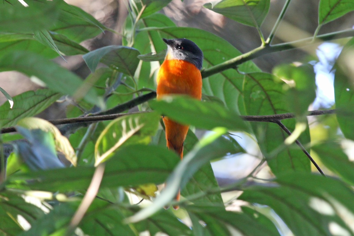 Gray-chinned Minivet - Phillip Edwards