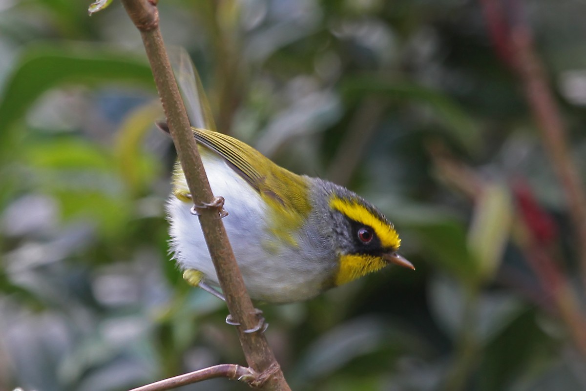 Black-faced Warbler - ML611461362