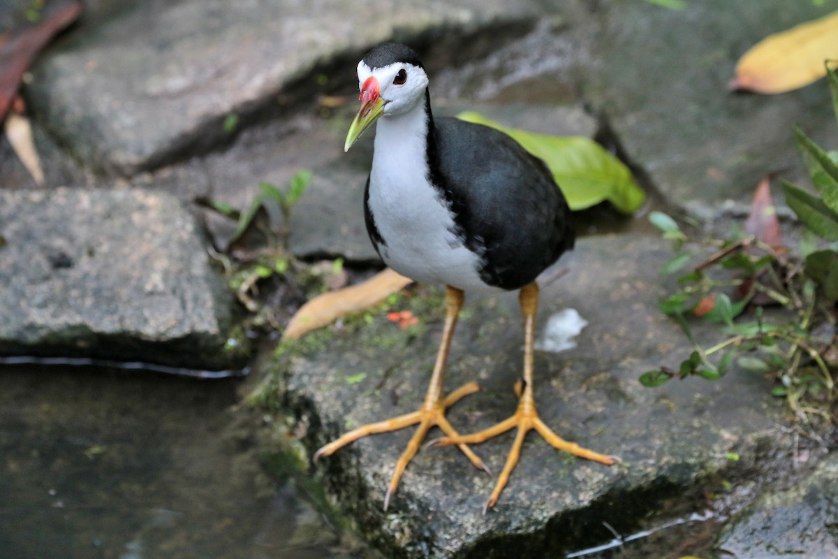 White-breasted Waterhen - Atsushi Shimazaki