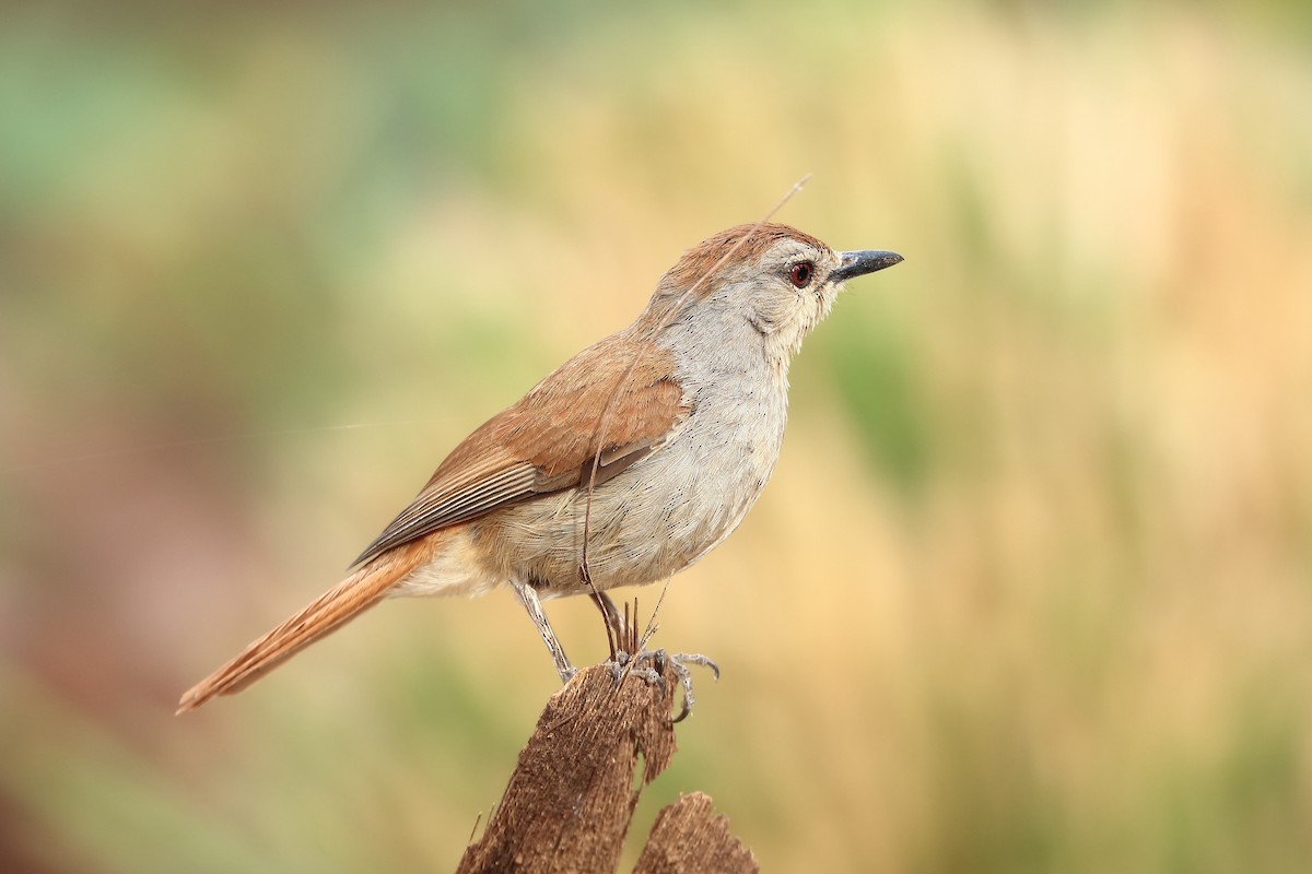 Rufous-tailed Palm-Thrush - Sigrid & Frank Backmund