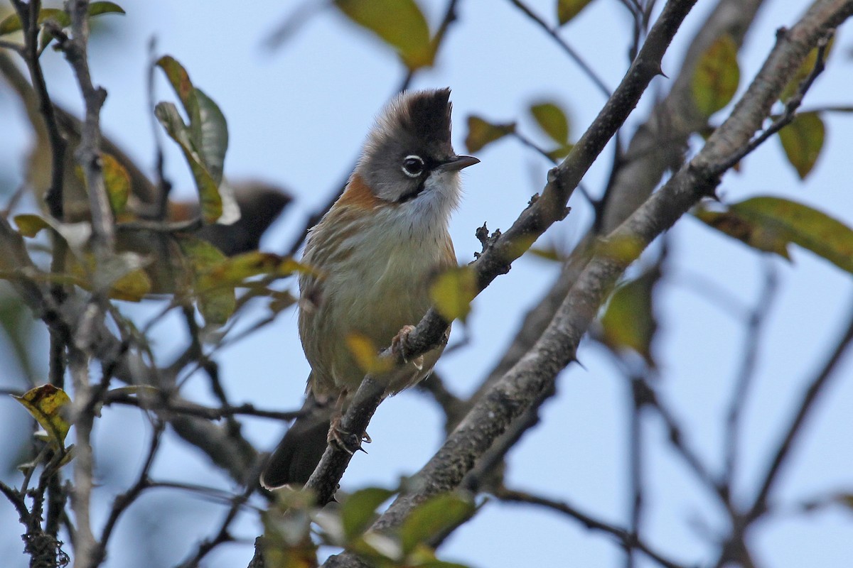 Whiskered Yuhina - ML611461439