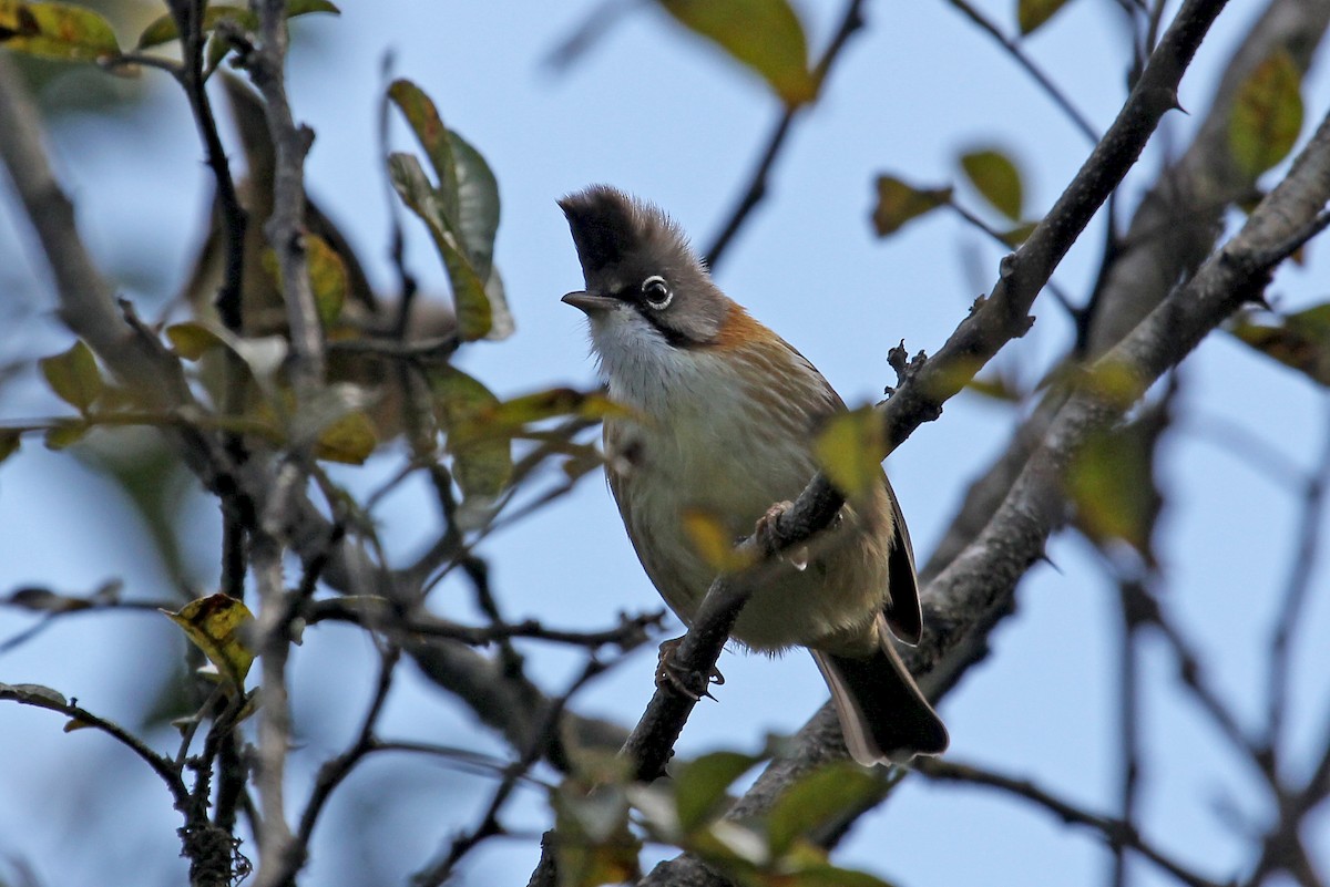 Whiskered Yuhina - ML611461444