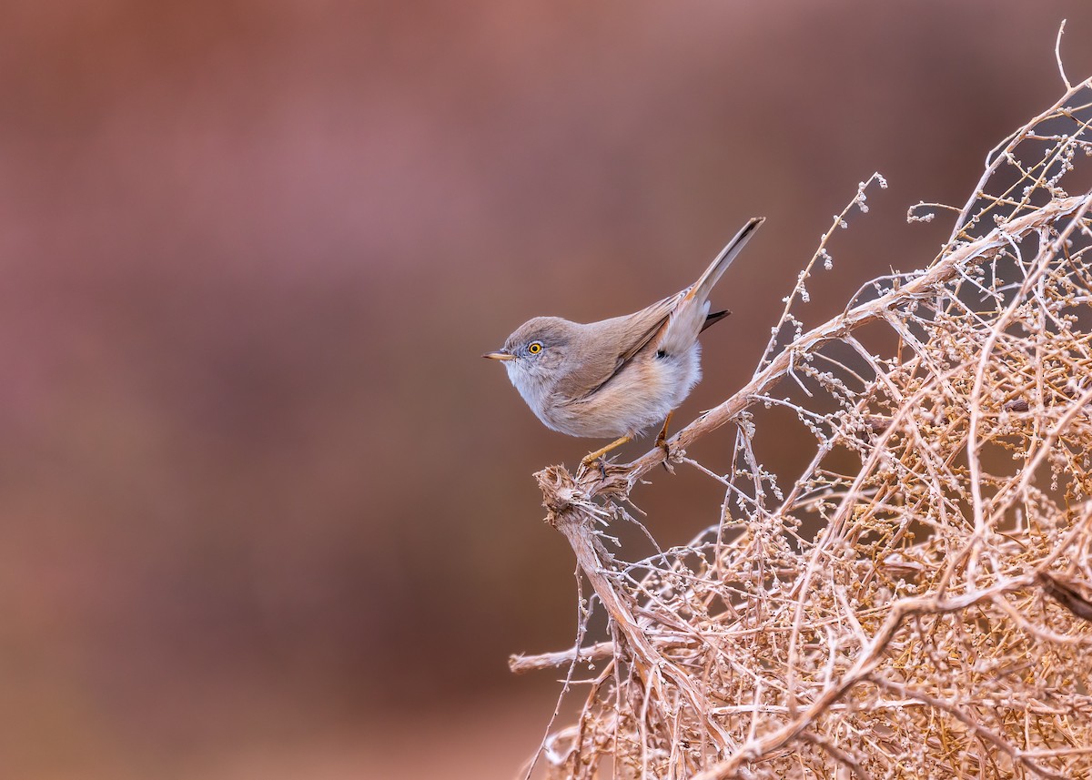 Asian Desert Warbler - Ibrahim Alshwamin