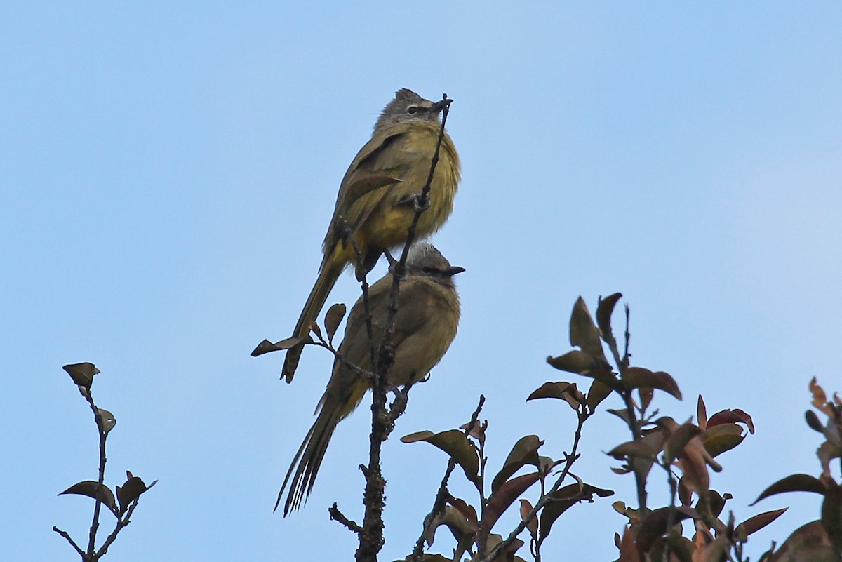 Flavescent Bulbul - ML611461467