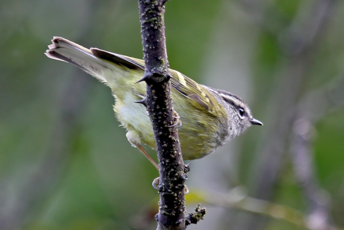 Ashy-throated Warbler - ML611461521