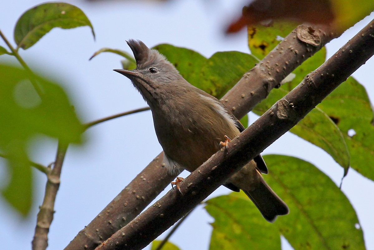 Stripe-throated Yuhina - Phillip Edwards