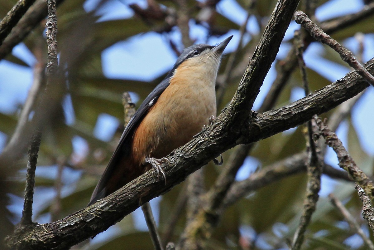 White-tailed Nuthatch - ML611461551