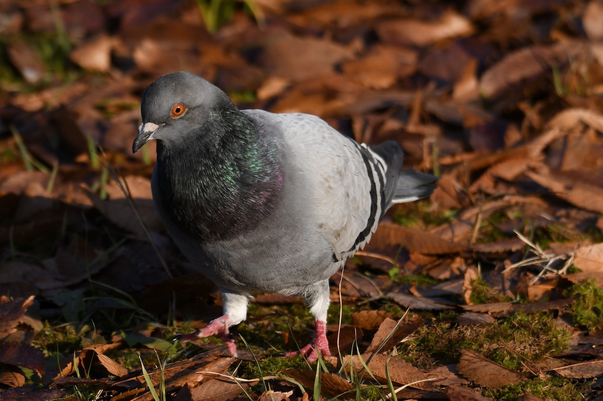 Rock Pigeon (Feral Pigeon) - ML611461589