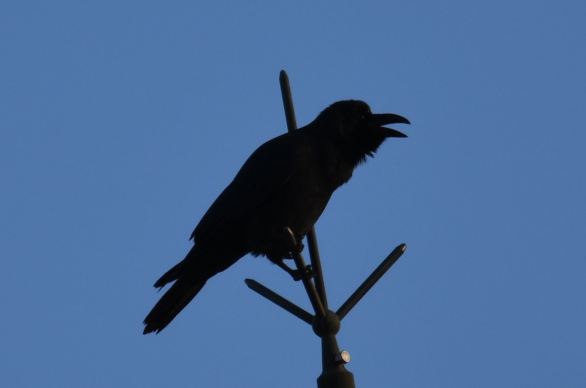 Large-billed Crow - ML611461615