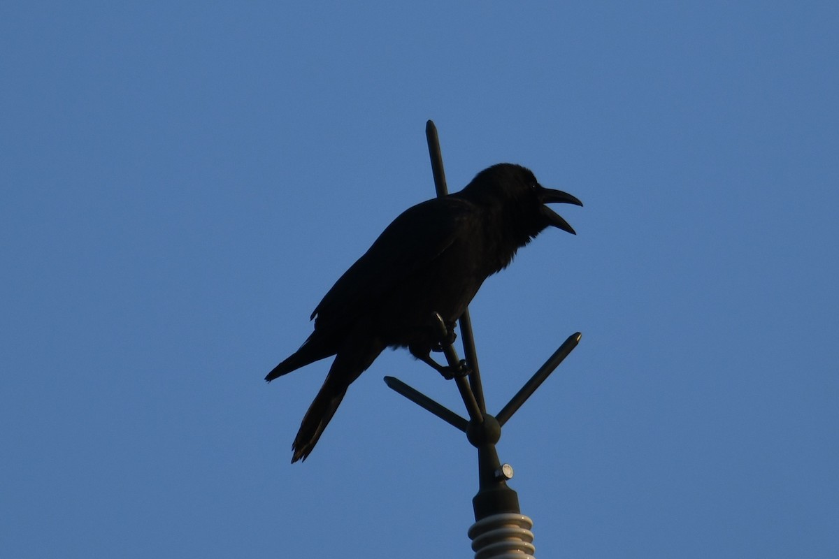 Large-billed Crow - ML611461616