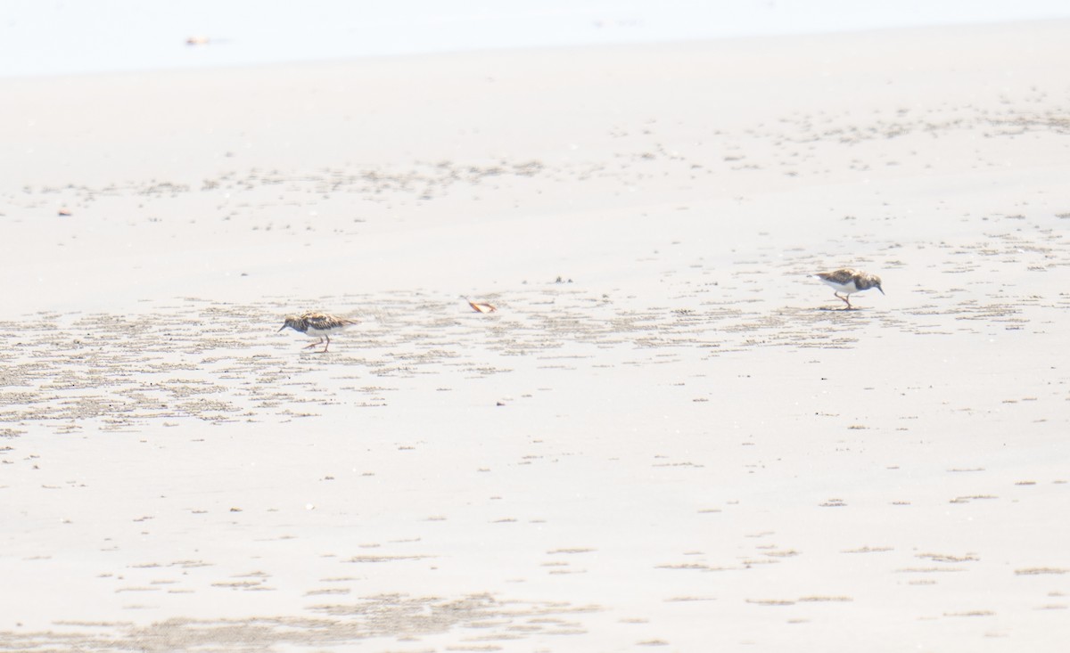 Ruddy Turnstone - ML611461636