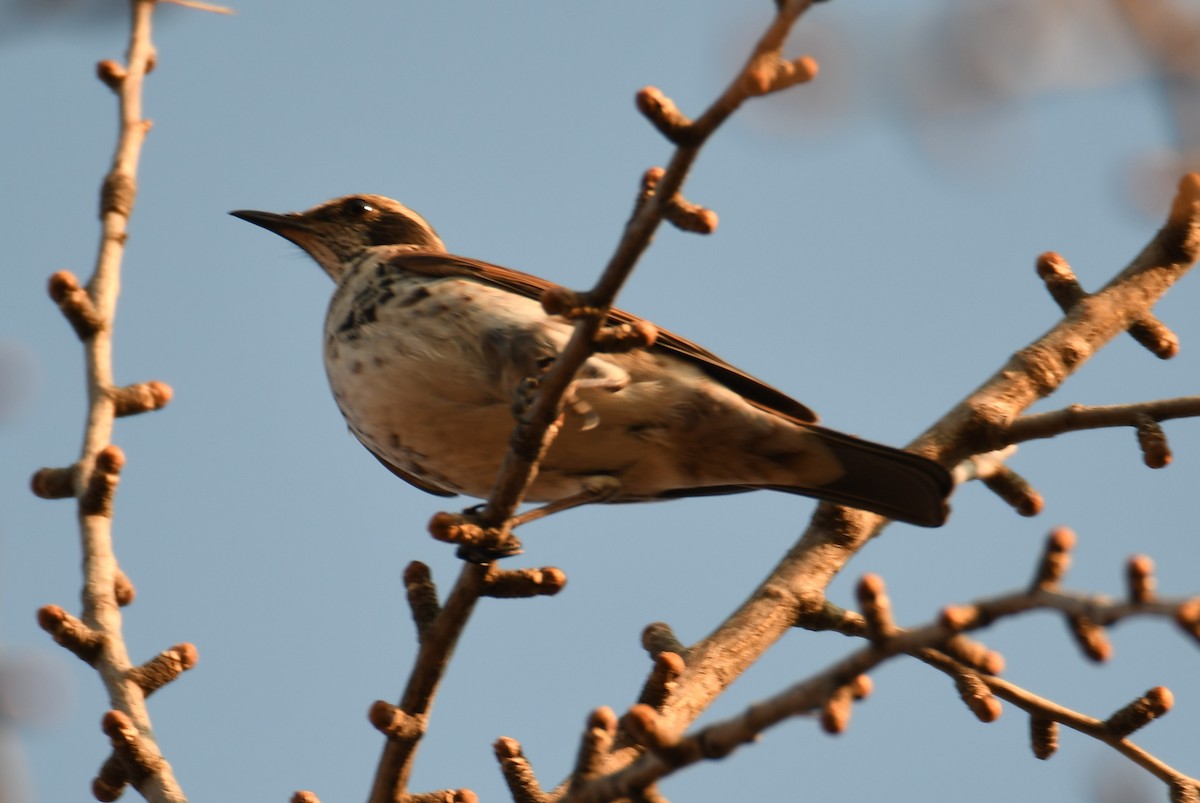 Dusky Thrush - ML611461637