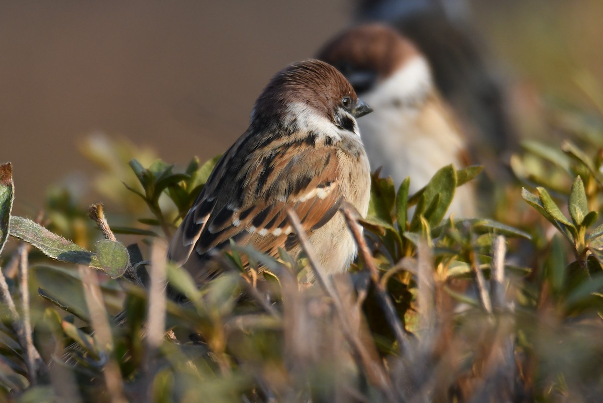 Eurasian Tree Sparrow - ML611461643