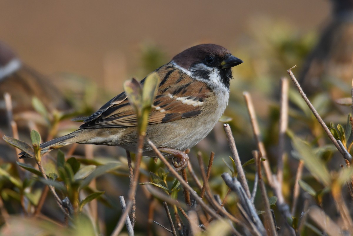 Eurasian Tree Sparrow - ML611461644