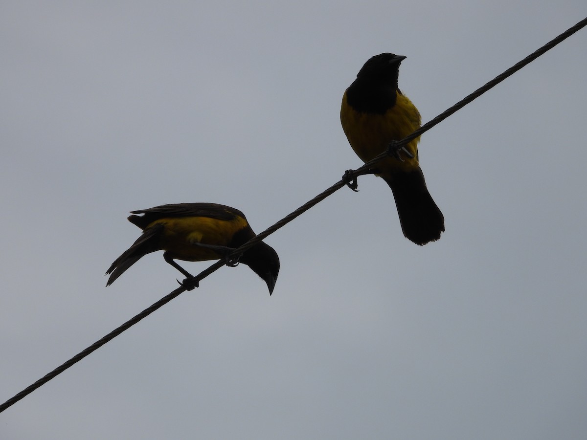 Yellow-rumped Marshbird - Sérgio Costa