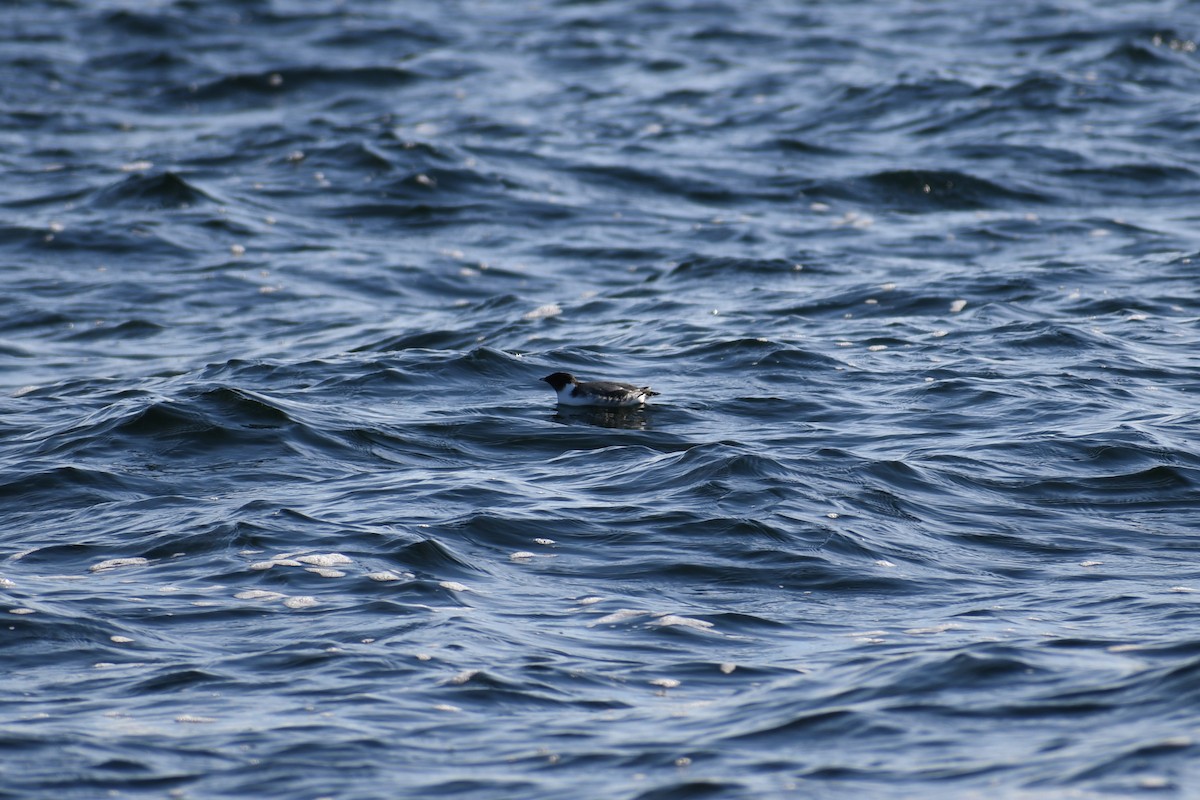 Ancient Murrelet - ML611461897