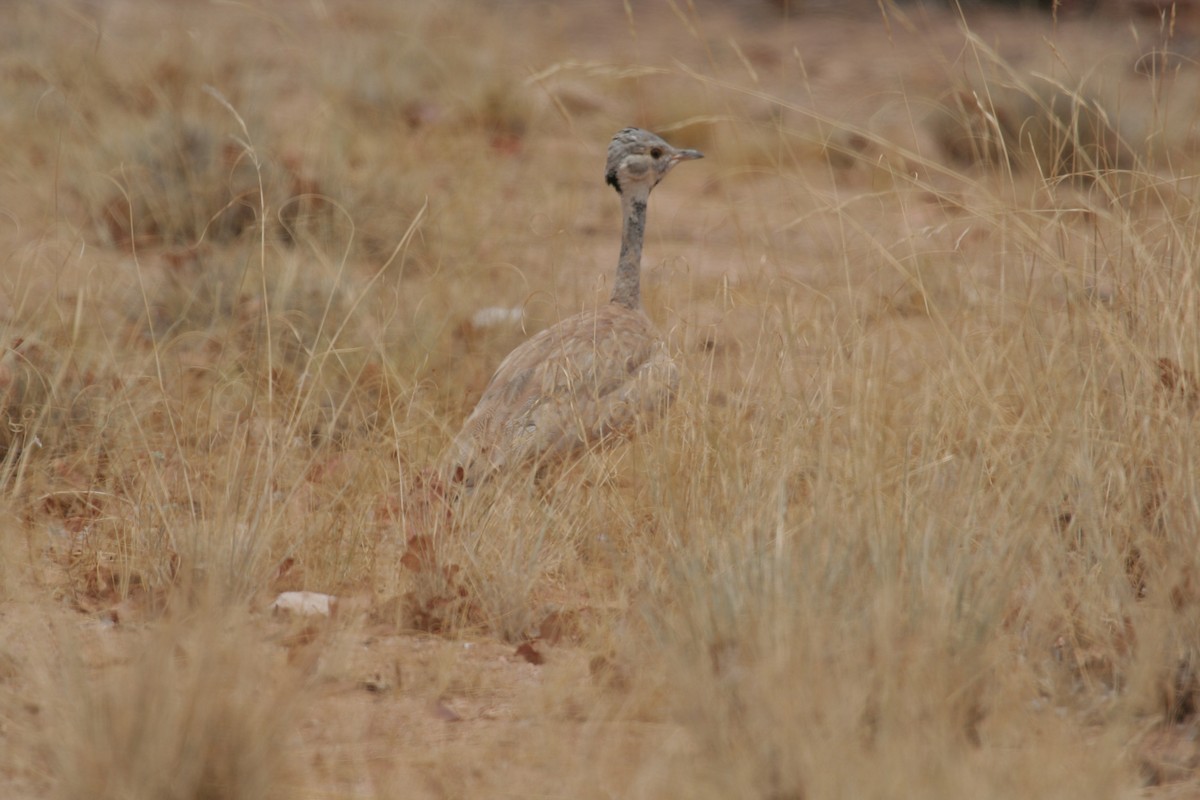 Rüppell's Bustard - ML611461928