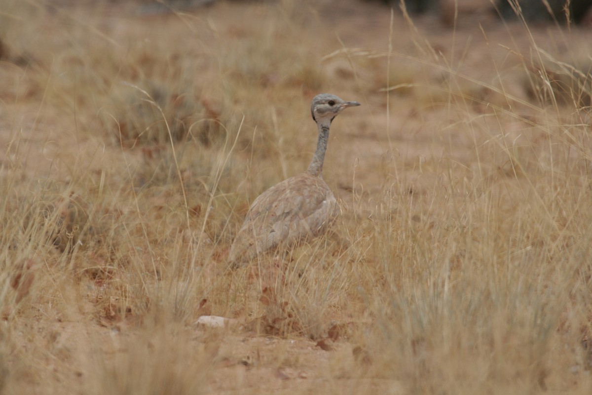 Rüppell's Bustard - ML611461929