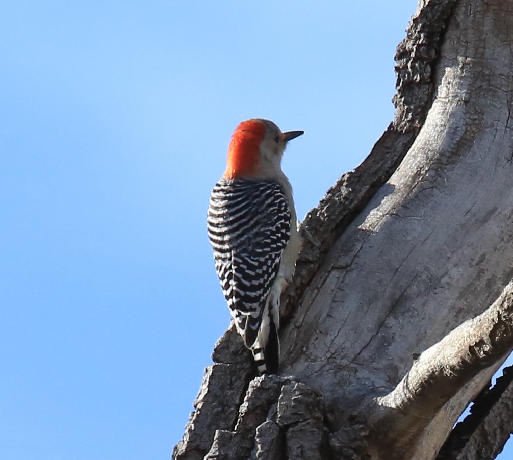 Red-bellied Woodpecker - Donna Stumpp