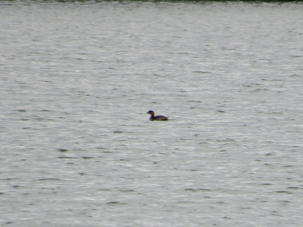 Pied-billed Grebe - ML611462029