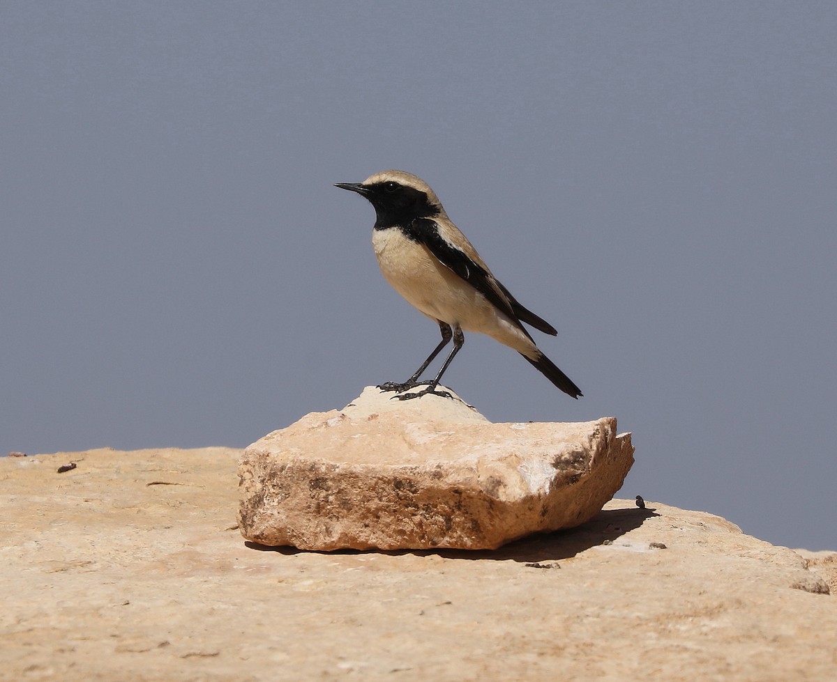 Desert Wheatear - ML611462032