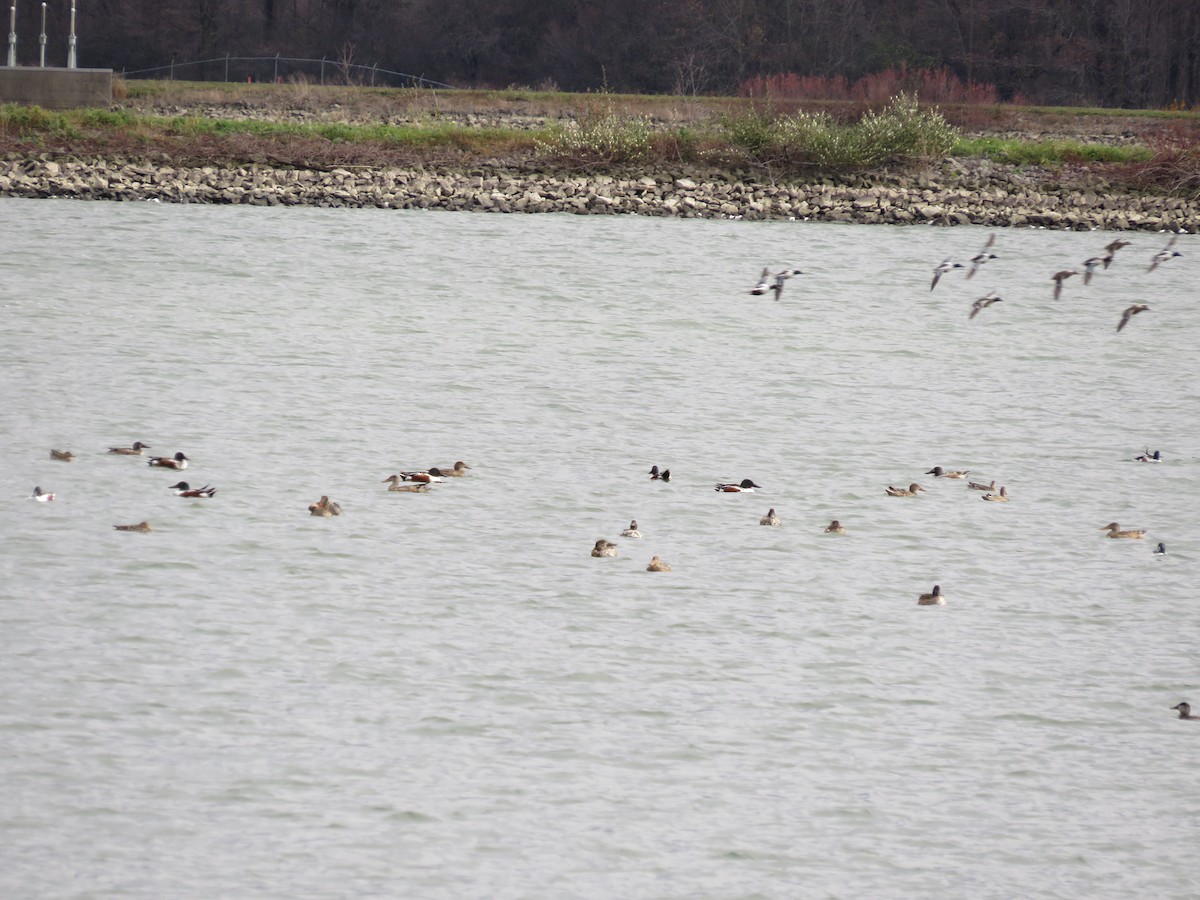 Northern Shoveler - ML611462081