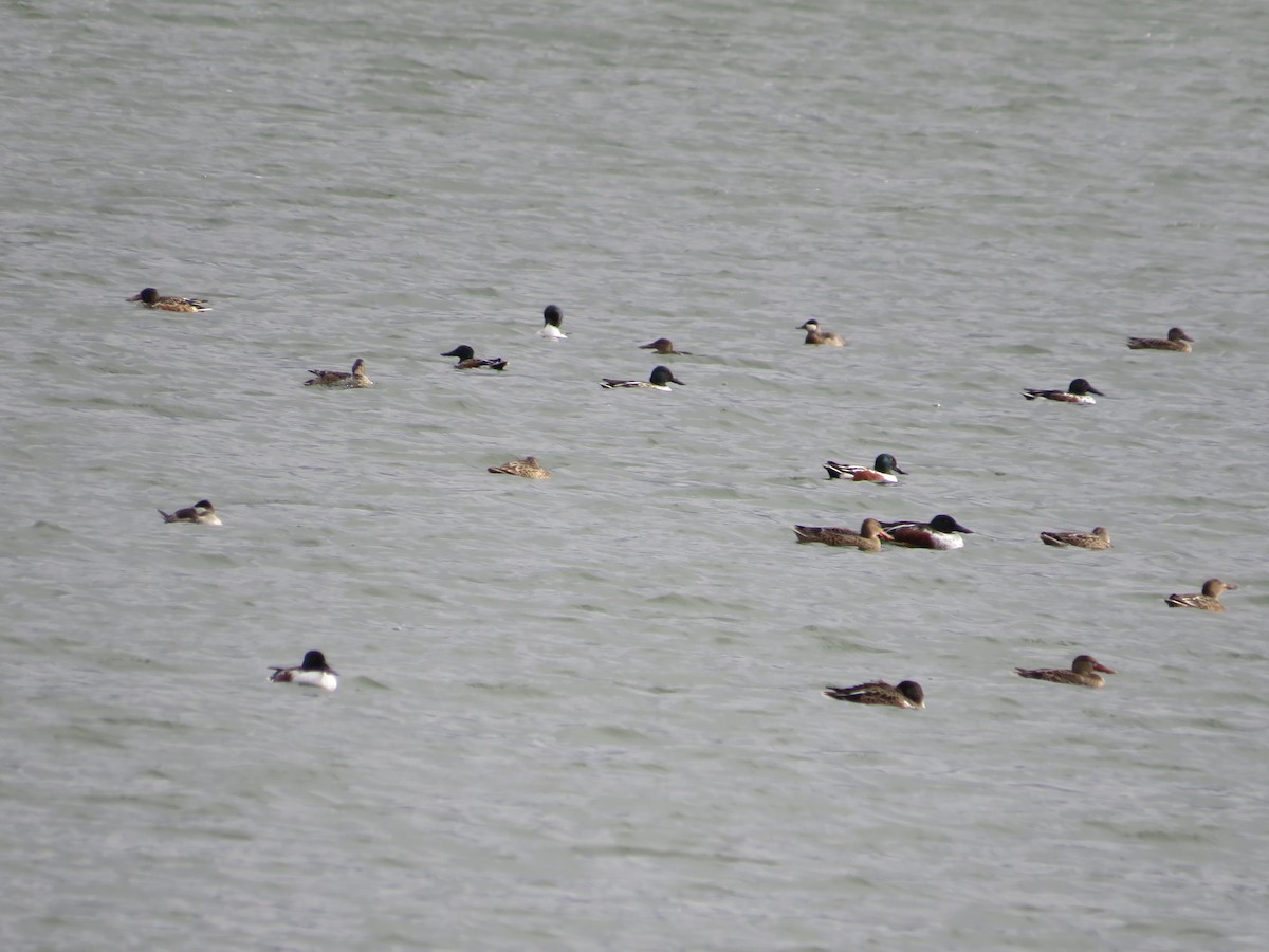 Northern Shoveler - ML611462087