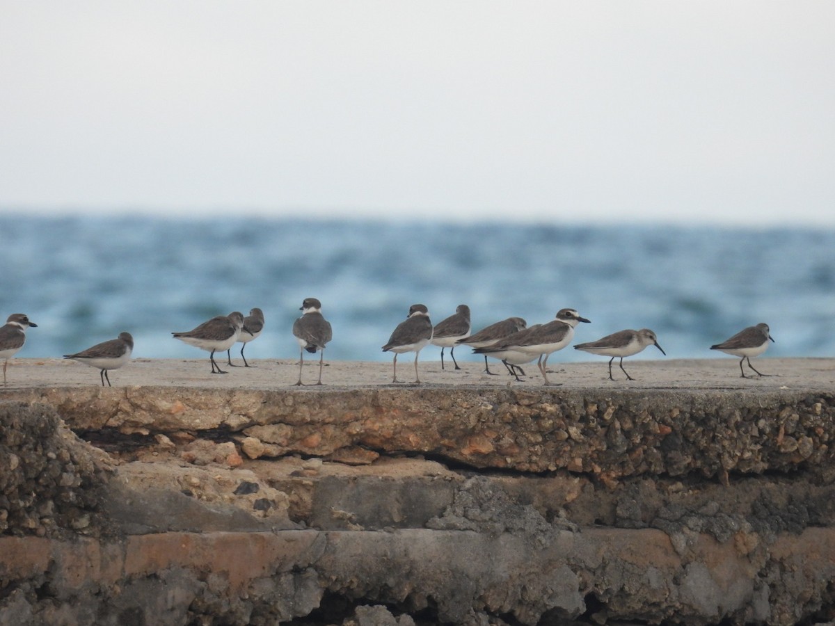Wilson's Plover - ML611462213