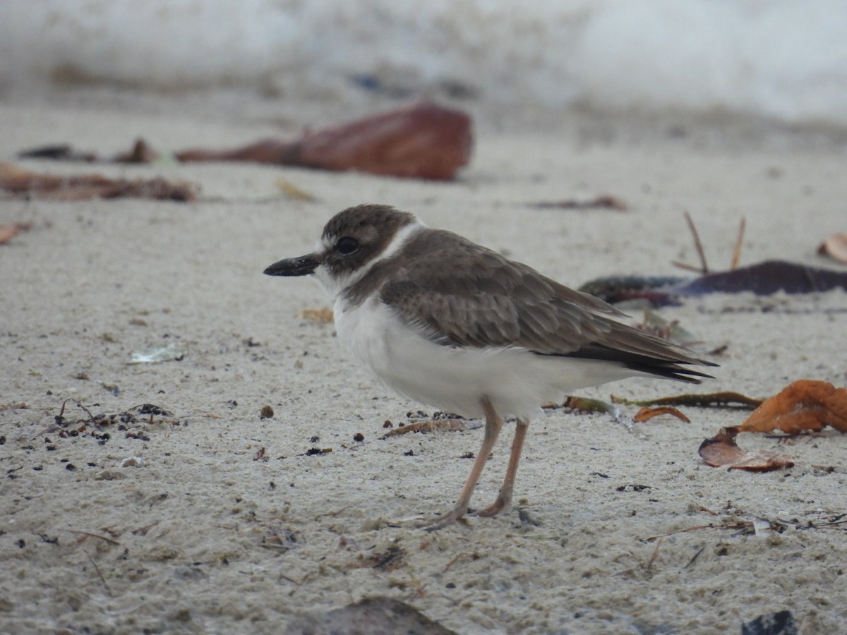 Wilson's Plover - ML611462214
