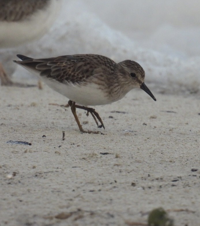 Least Sandpiper - ML611462218