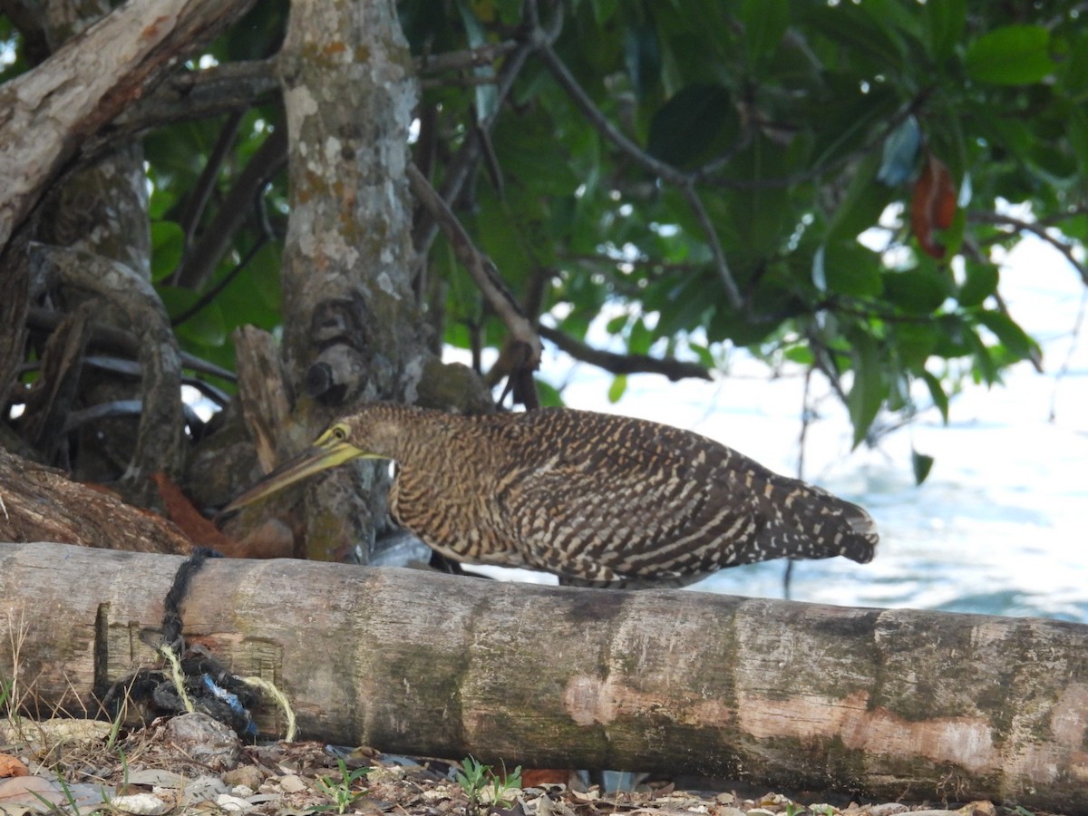Bare-throated Tiger-Heron - ML611462220