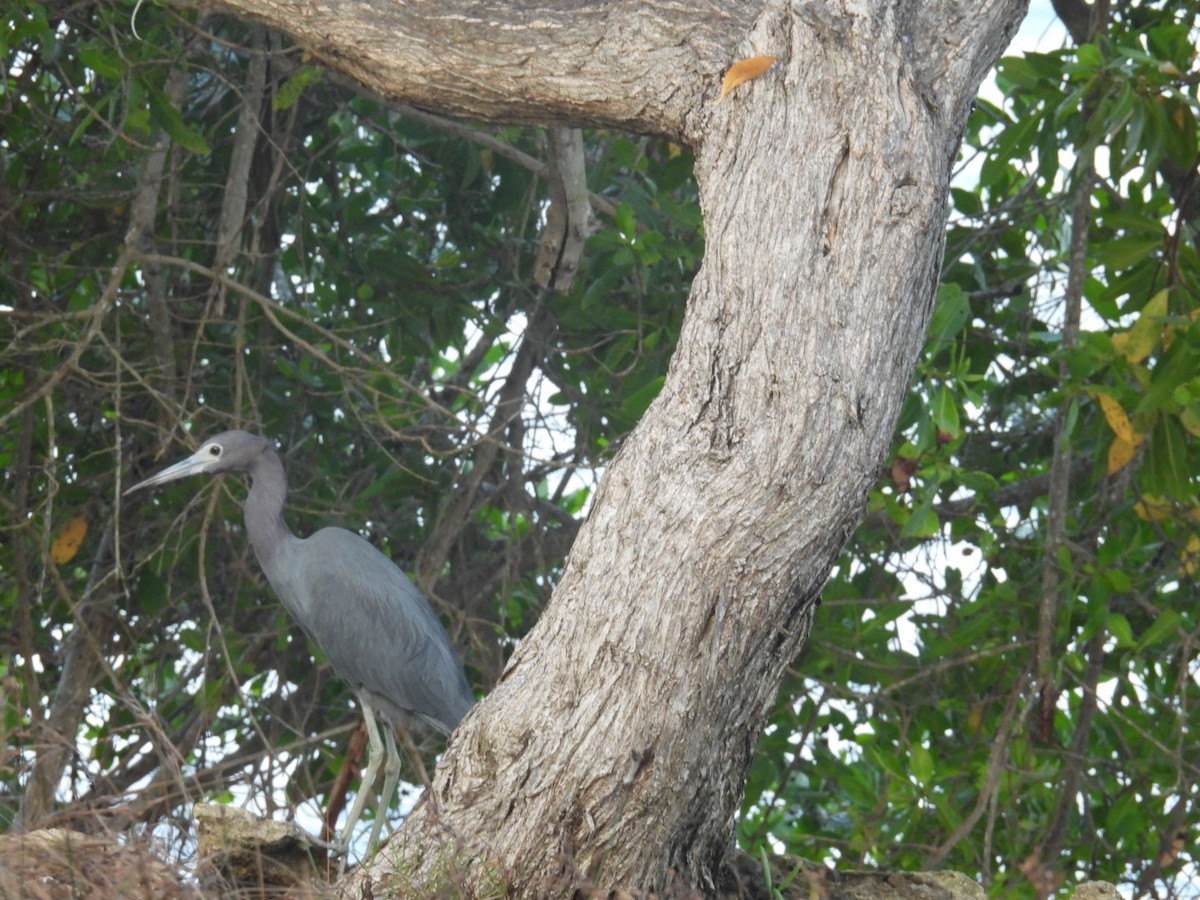 Little Blue Heron - ML611462223