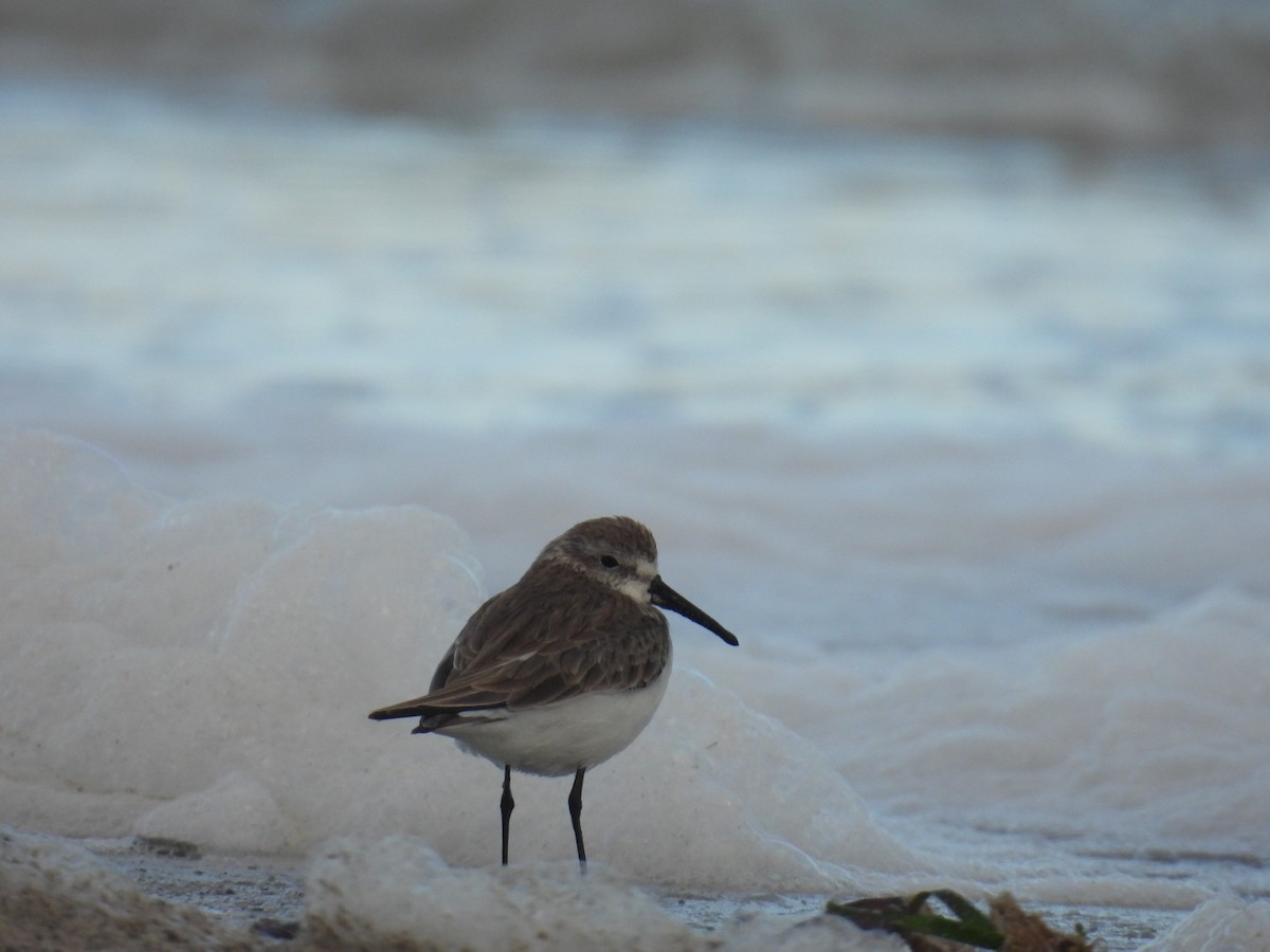 西濱鷸 - ML611462238