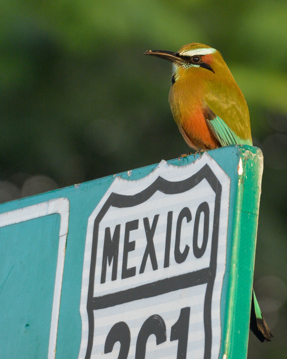 Turquoise-browed Motmot - ML611462250